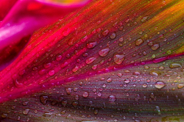 Red leaf with water droLeaf with raindrops closeup