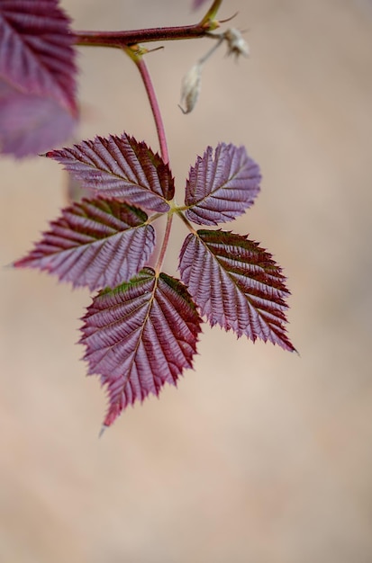 Red leaves of a blackberry bush in winter