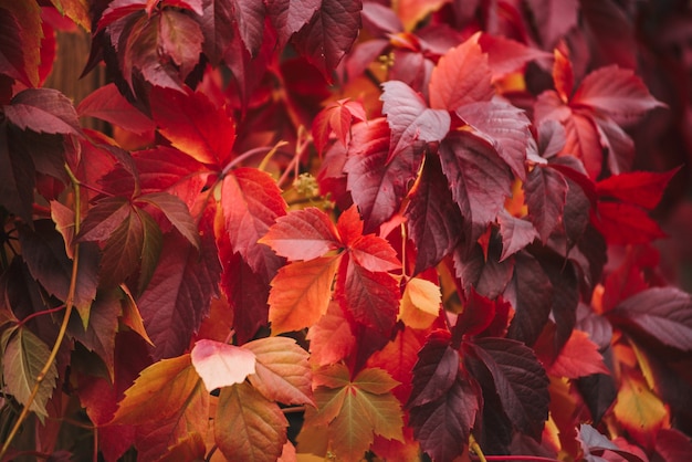 Red leaves close up