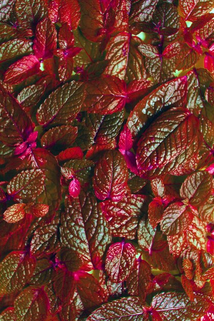 Red leaves for fresh wallpaper or BACKGROUND with floral PATTERN GREENARY of nature