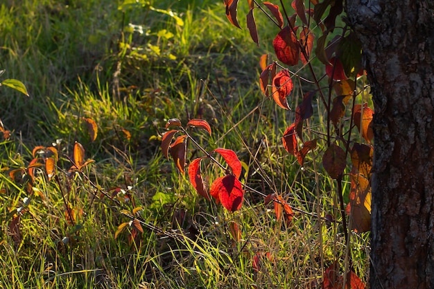 Red leaves of golden autumn in the rays of the sun on the lawn