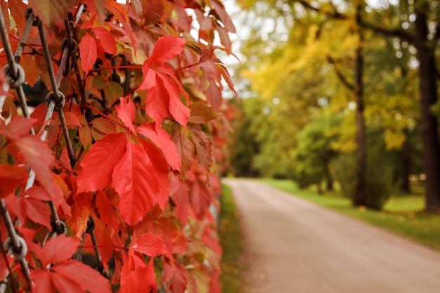 Red leaves hedge maiden grapes in front of the blurred autumn park copy space