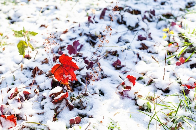 Red leaves on lawn covered with the first snow