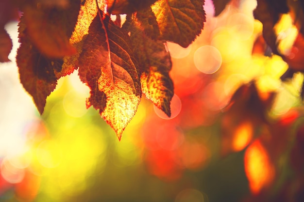 Red leaves on the tree in autumn forest. Macro image, shallow depth of field. Beautiful autumn nature background