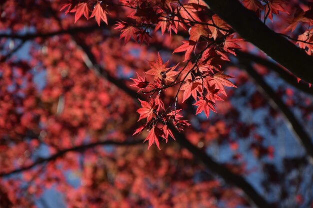 Photo red leaves of a tree with a blue sky in the background