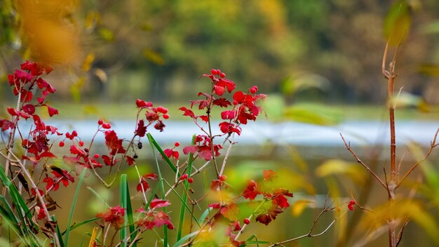 Red leaves of viburnum among the thickets on river bank