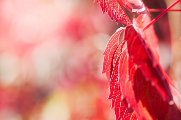 Photo red leaves of the wild grape on a nature background. macro image, small depth of field.