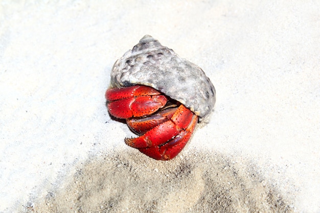 Red Legged Hermit Crab in Mexico beach sand