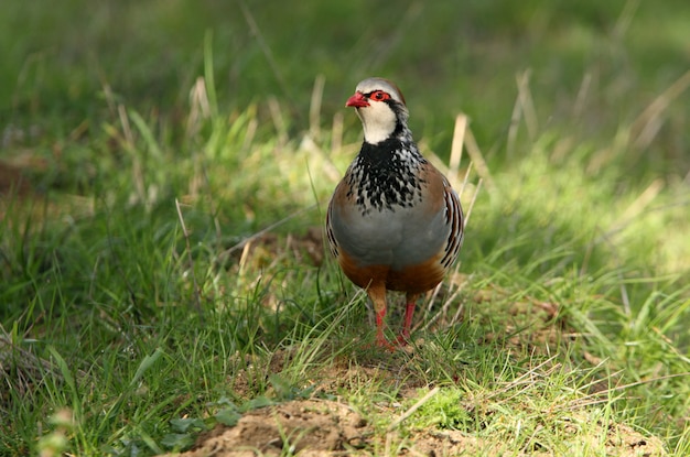 Red legged partridge on the field