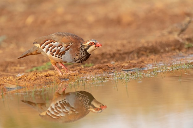 Red-legged partridge or French partridge (Alectoris rufa) Malaga, Spain