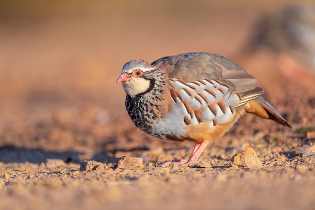 Red-legged partridge or French partridge (Alectoris rufa) Malaga, Spain