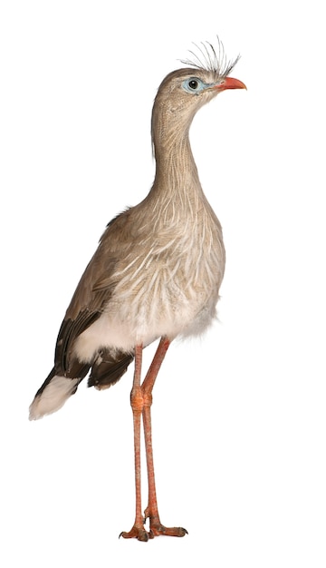 Red-legged Seriema or Crested Cariama Cariama cristata standing isolated