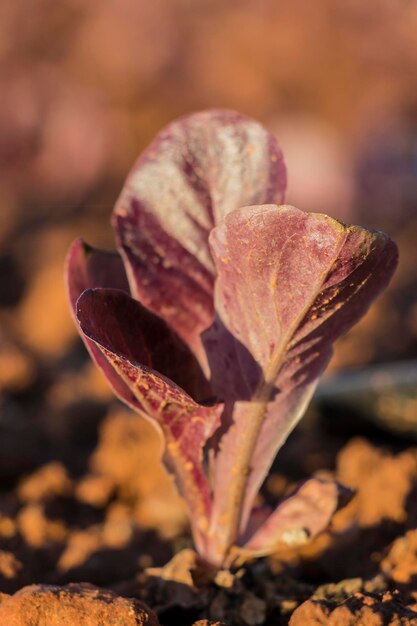 Red lettuce in field red baby lettuce cultivation lettuce cultivation red leaves