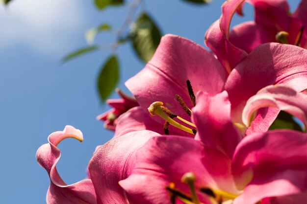 Red lilies in the spring season