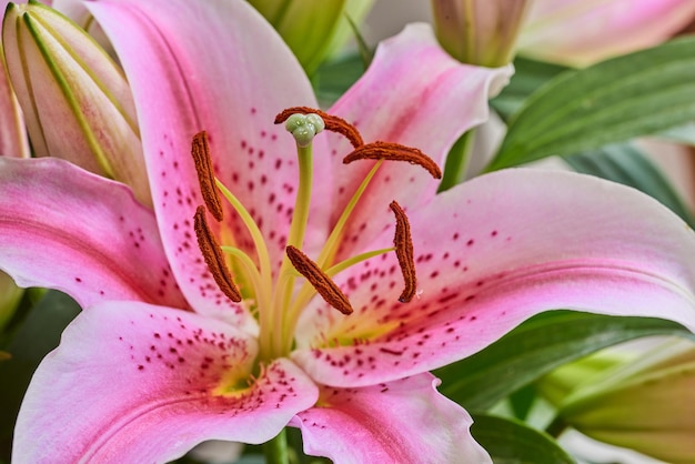 A red lily flower The beautiful red lily flower