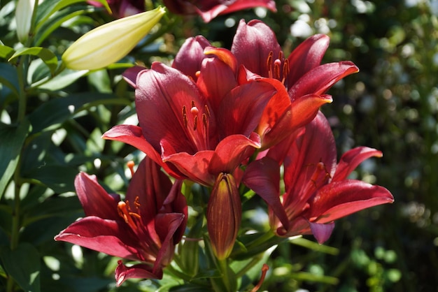 Red lily in the garden closeup