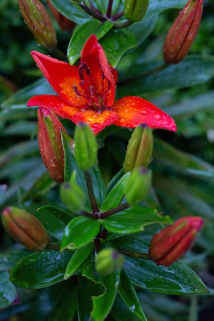 Red lily with water drops