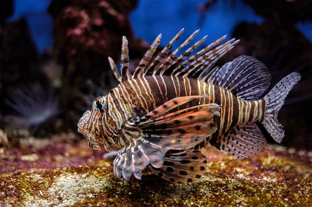 Red lionfish pterois volitans fish underwater