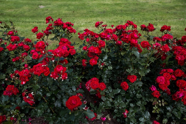 Red little roses in the garden o