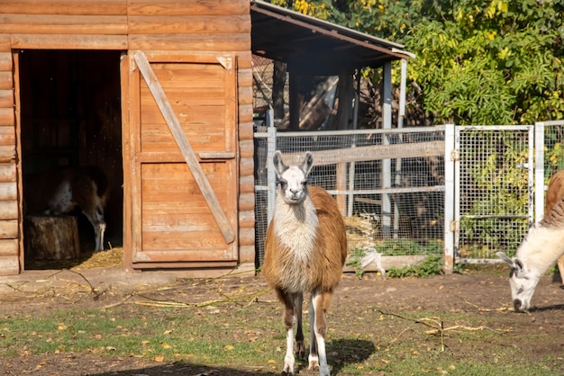 Red llama in an aviary eats grass