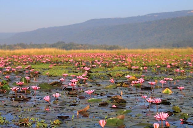 Red lotus flowers in the lake.