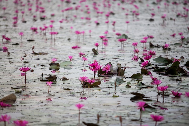 Red Lotus lake unseen in Udon Thani, Thailand