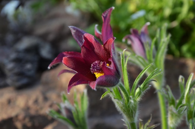 Red lumbago blooms in the garden in early spring