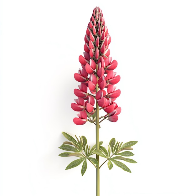 Red lupine flower