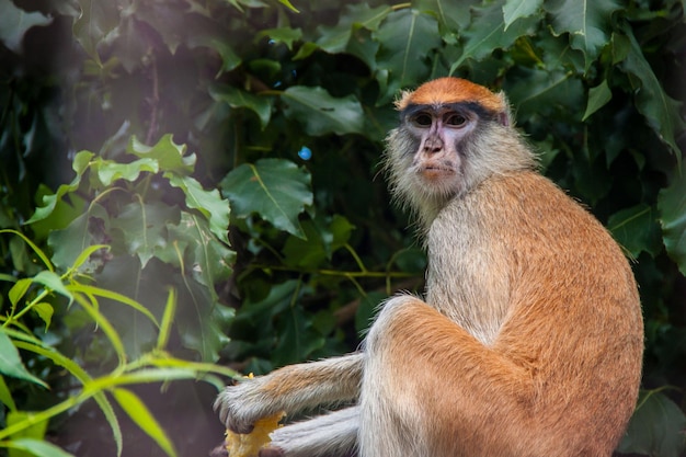 Red macaque monkey sitting on a tree The wild nature The monkey is eating