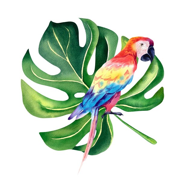 Red macaw parrot on the background of monstera Watercolor illustration Tropical birds Exotic birdsTropical illustration