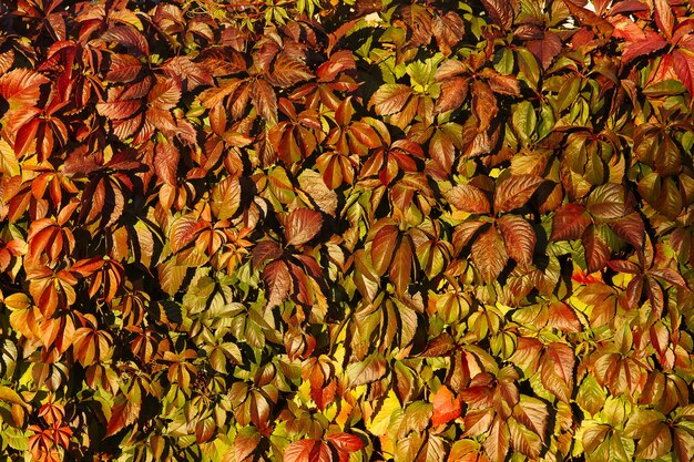 Red maiden grapes five-leafed autumn background. High quality photo