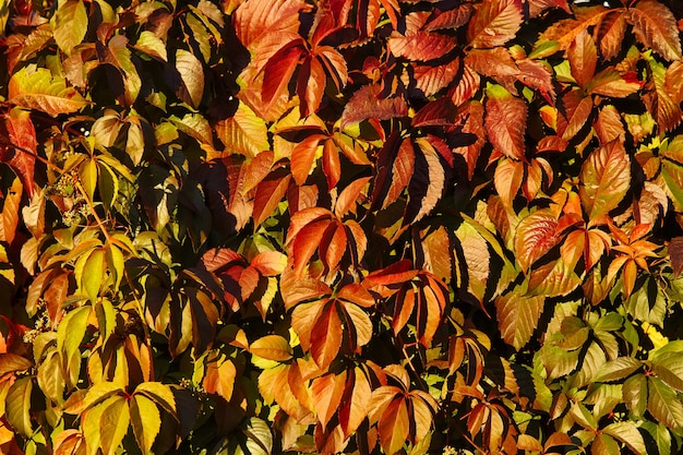 Red maiden grapes fiveleafed autumn background