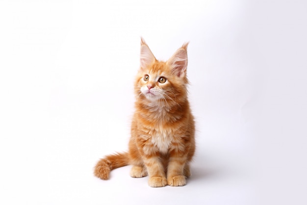 Red Maine Coon kitten isolated