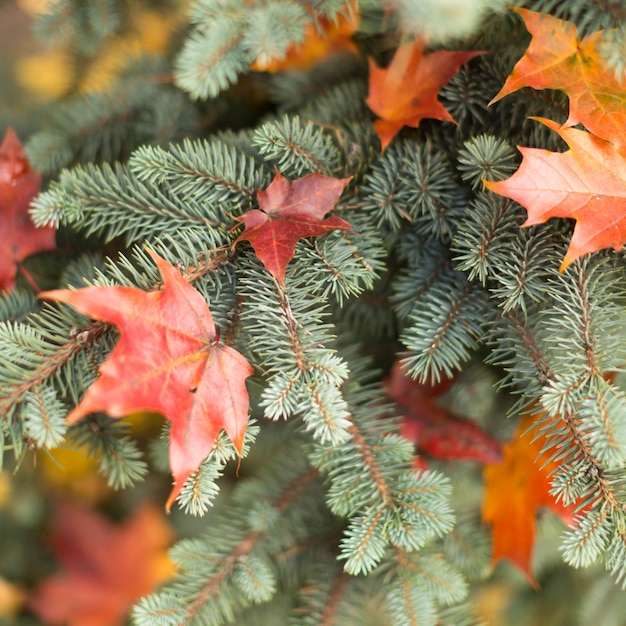 Red Maple dry leaves lying on spruce branches. autumn foliage