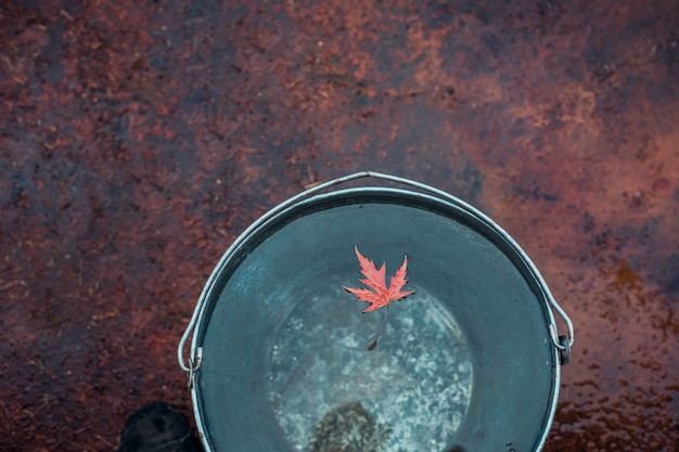 A red maple leaf floats on the surface of the water in a tin bucket.