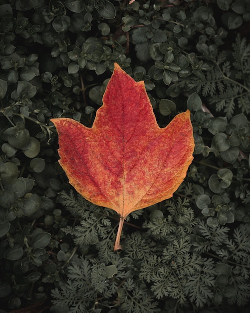 red maple leaf on the ground