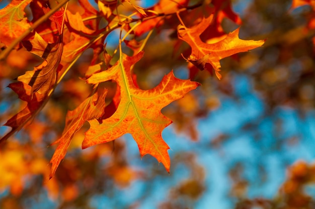 Red maple leaves against the blue sky