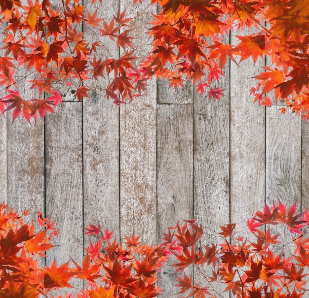 Red Maple leaves arch cover on wooden background