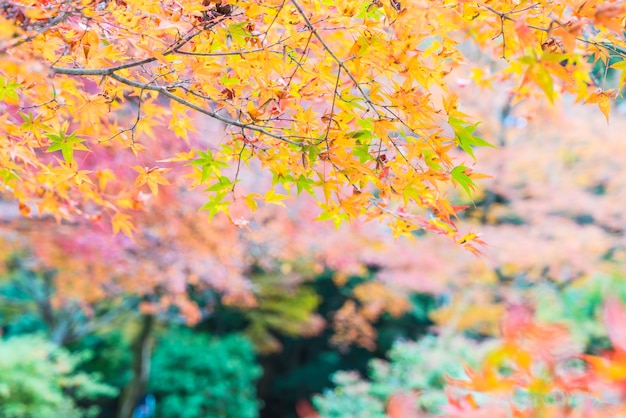 Red maple leaves blooming at Arashiyama