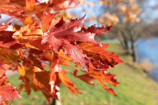 Red maple leaves on a bright sunny day in an autumn park Poster wallpaper