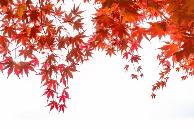 Red Maple leaves cover on white background