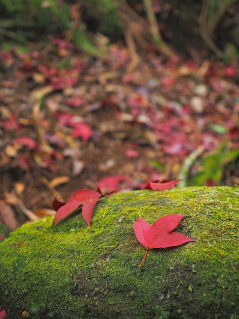 Red maple leaves falling over green moss on the ground