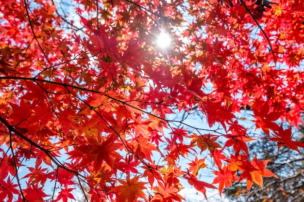 Red Maple leaves tunnel with sunlight shine