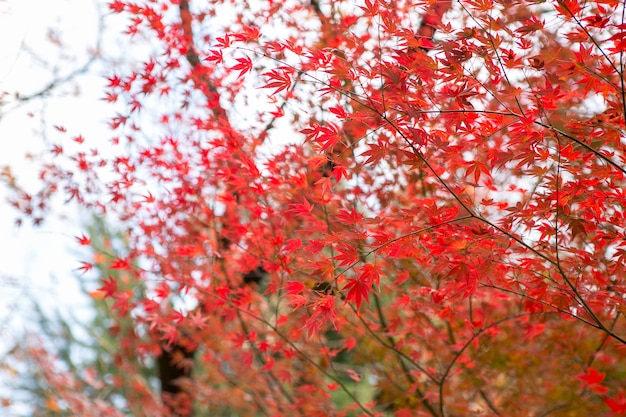 Red maple leaves with blurred background. Japan autumn season