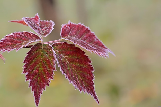 red maple leaves