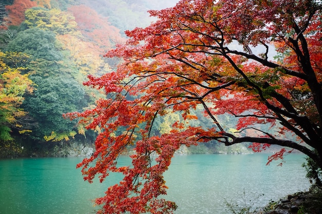 red maple tree beside the river