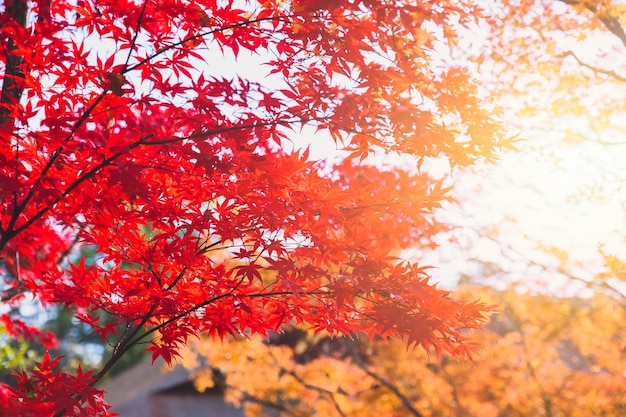 Red maple tree Japan autumn fall season