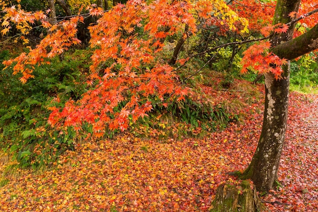 Red Maple tree