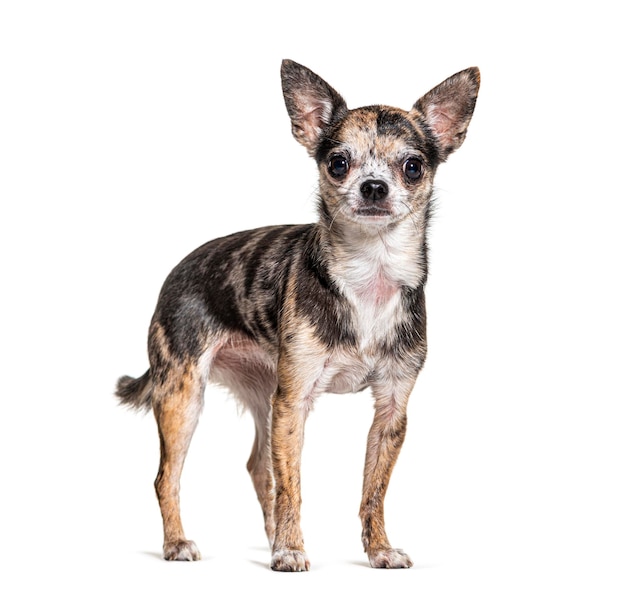 Red merle Chihuahua isolated on white