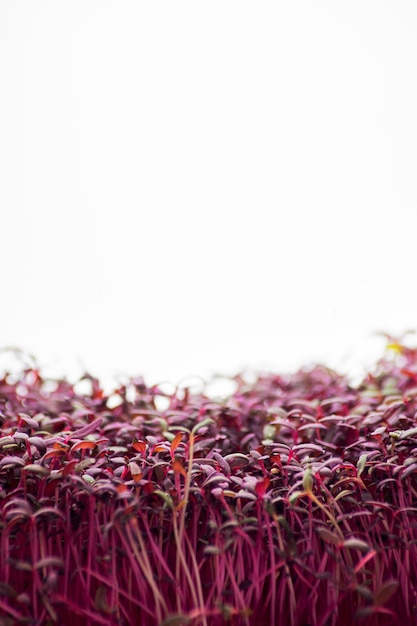 Red microgreen closeup on a blurred background